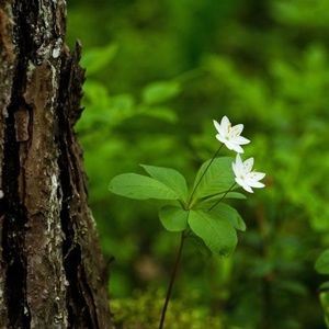 Meet your Posher, Raja